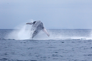 Salinas: Ballenas Jorobadas photo 3
