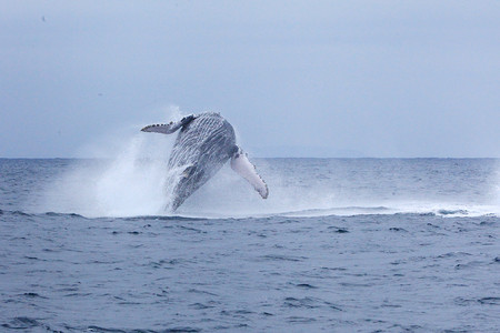 Salinas: Ballenas Jorobadas photo 3