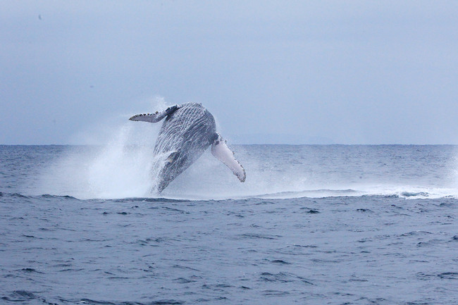 Salinas: Humpback Whales photo