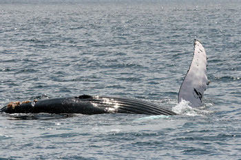 Salinas: Ballenas Jorobadas photo 4
