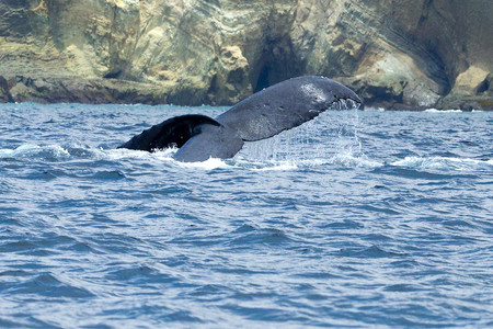 Salinas: Ballenas Jorobadas photo 2