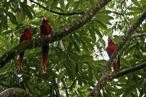 Corcovado National Park San Pedrillo Station  Costa Rica