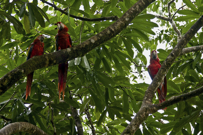 Corcovado National Park San Pedrillo Station  photo
