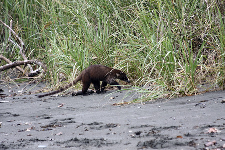 Corcovado National Park San Pedrillo Station  photo 3