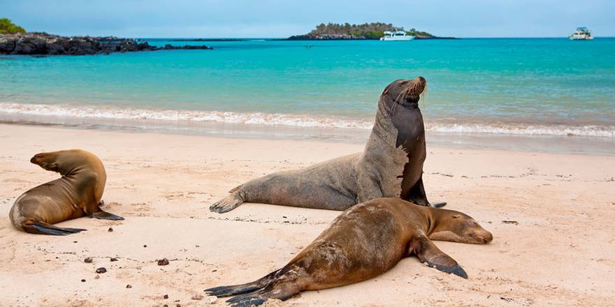 Santa Fe Island Tour , Ecuador