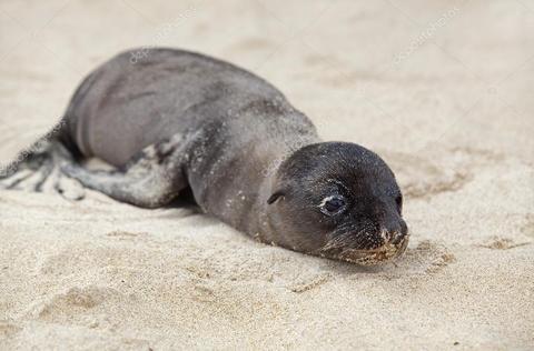 Santa Fe Island Tour  Ecuador