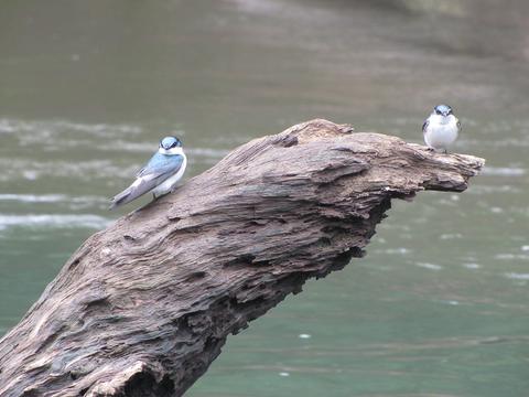 Sarapiqui River Safari Guided Tour
