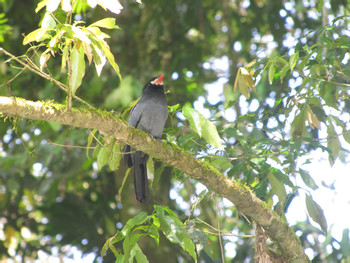 Sarapiqui River Safari Guided Tour photo 3