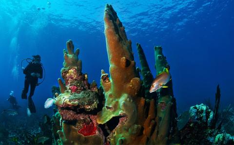 Scuba Diving Barrier Reef
