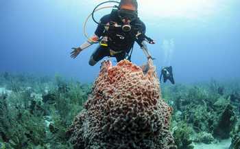 Scuba Diving Barrier Reef