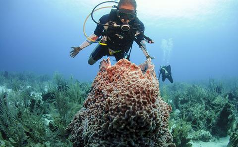 Scuba Diving Barrier Reef Belize