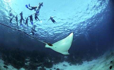 Scuba Diving Barrier Reef