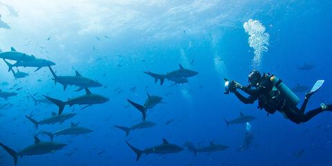 Scuba Diving in Galapagos