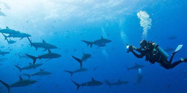 Scuba Diving in Galapagos Photo