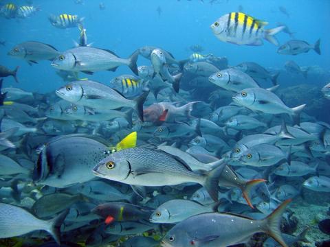 Scuba Diving in Galapagos Ecuador