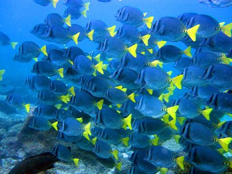Scuba Diving in Galapagos