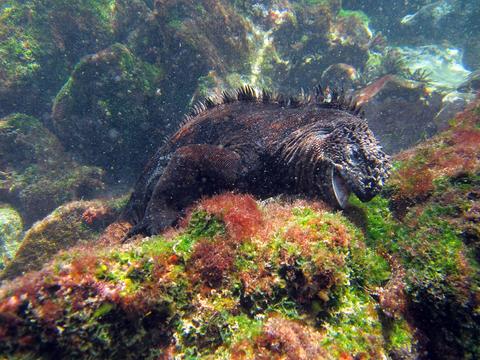 Scuba Diving in Galapagos Ecuador