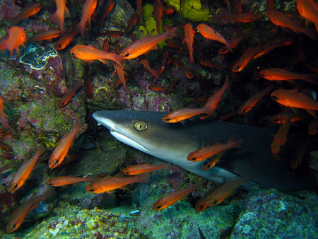 Scuba Diving in Galapagos photo 2