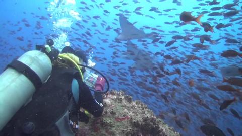 Scuba Diving in Galapagos Ecuador