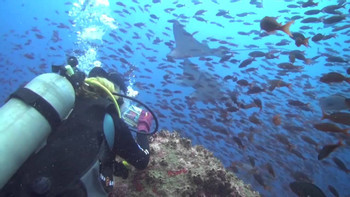 Scuba Diving in Galapagos photo 3