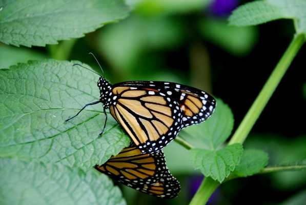 Hanging Bridges, Butterfly & Hummingbird Garden