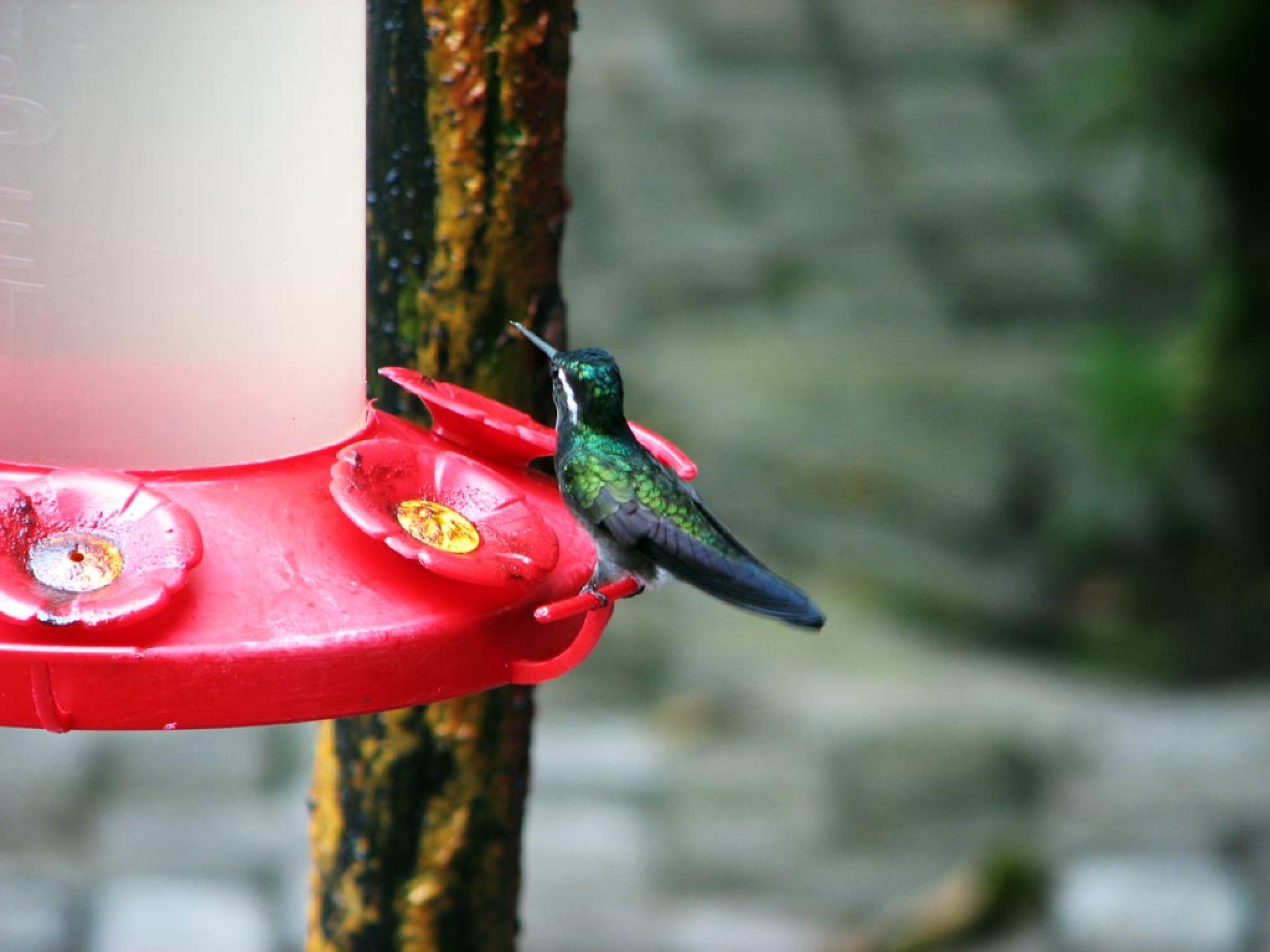 Selvatura Bridges, Butterfly and Hummingbird Garden