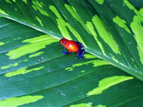The Reptile and Amphibian Exhibit Costa Rica