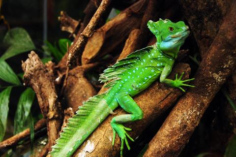 The Reptile and Amphibian Exhibit Costa Rica