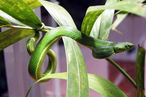 The Reptile and Amphibian Exhibit