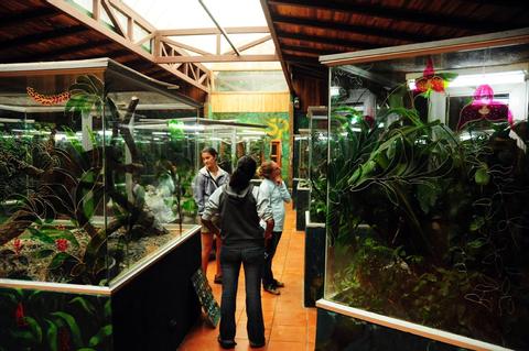 The Reptile and Amphibian Exhibit Costa Rica