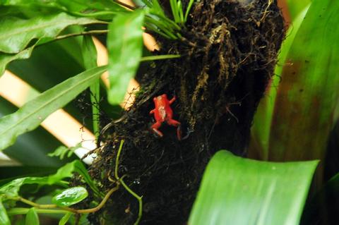 The Reptile and Amphibian Exhibit Costa Rica