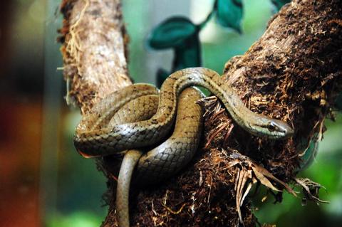 Exhibición de reptiles y anfibios Costa Rica