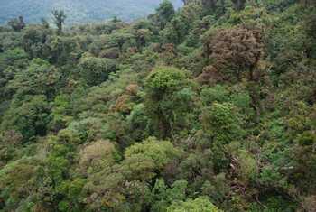 Sky Tram and Sky Trek Monteverde