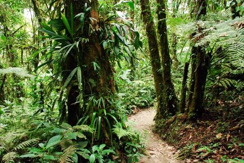 Sky Walk Guided Tour Monteverde