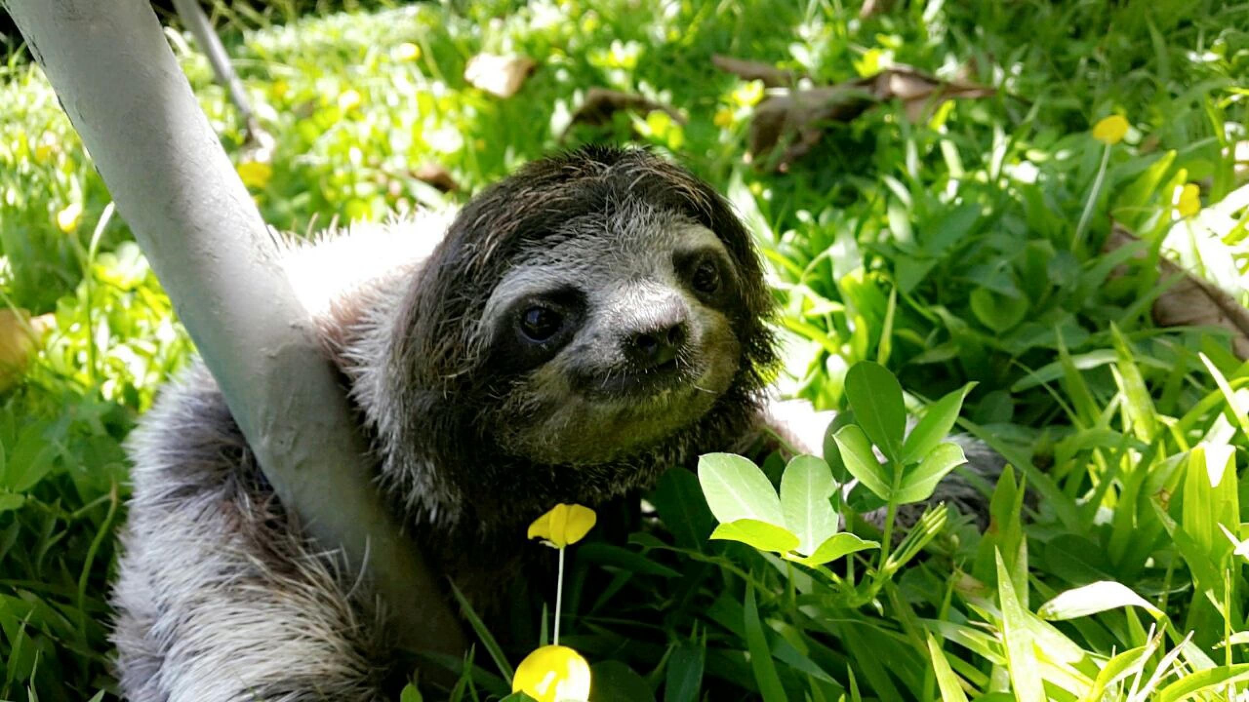 how to visit sloth sanctuary