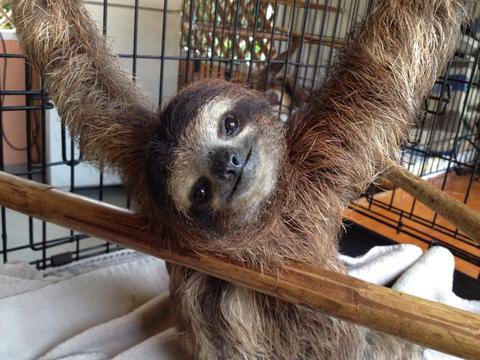 Sloth Sanctuary Insider's Tour