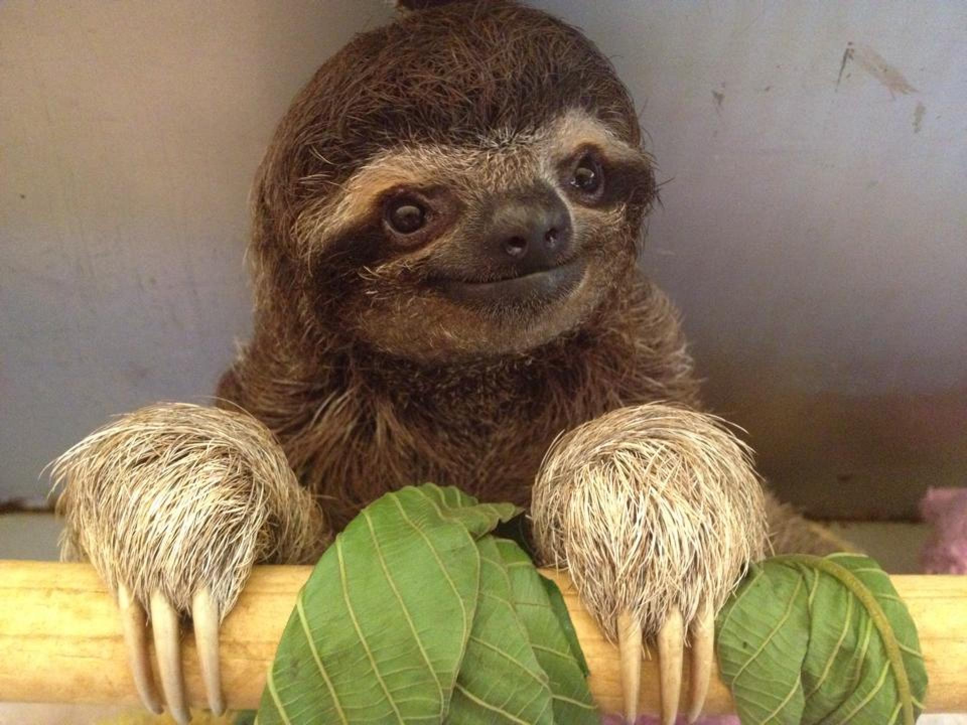 sloth tour costa rica