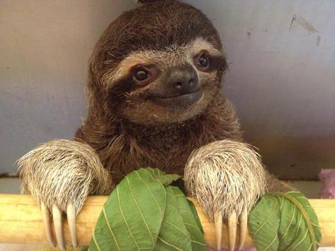 Sloth Sanctuary Insider's Tour