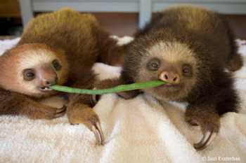 Sloth Sanctuary Insider's Tour