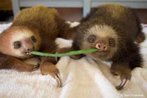 Sloth Sanctuary Insider's Tour Costa Rica