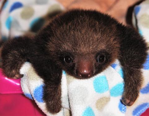 Sloth Sanctuary Insider's Tour Costa Rica