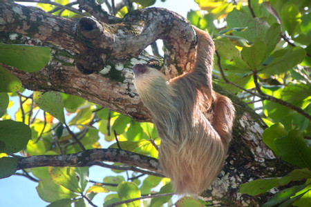 Sloth Tour photo 3