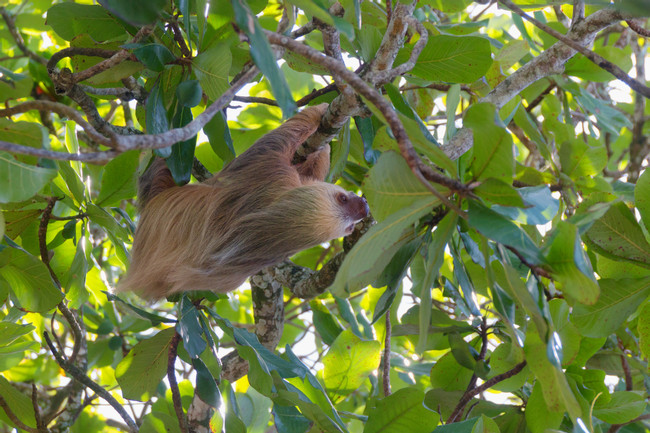 Sloth Tour photo