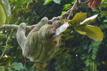 Sloth Tour photo 5