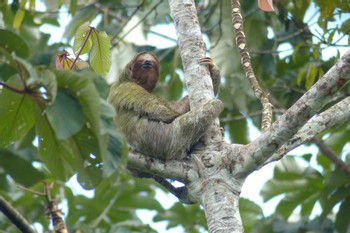 Sloth Tour photo 4