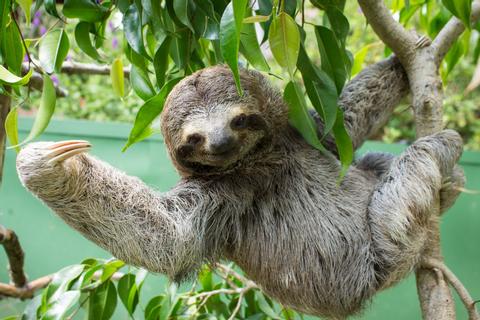 Slothies and Coffees Tour