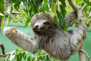 Slothies and Coffees Tour photo 5