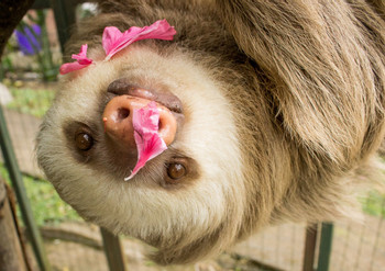 Slothies and Coffees Tour photo 2