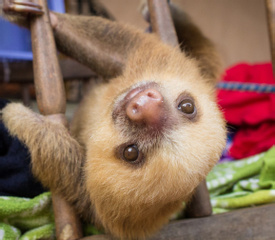Slothies and coffees