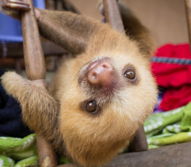 Slothies and Coffees Tour Photo